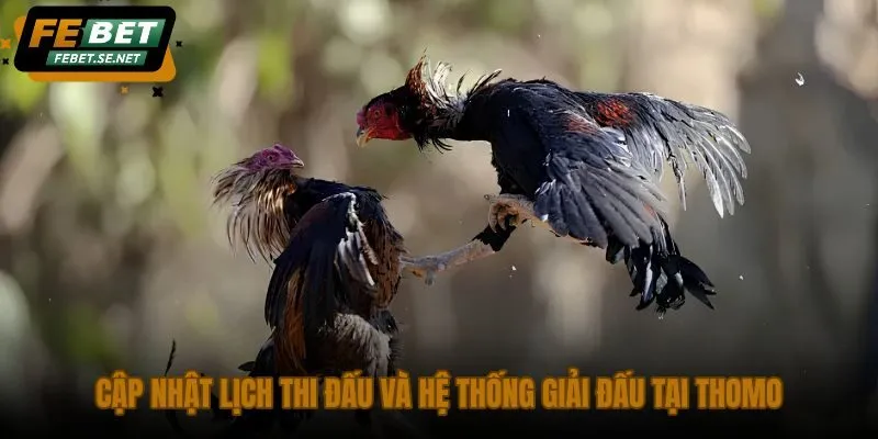 cap nhat lich thi dau va he thong giai dau tai thomo