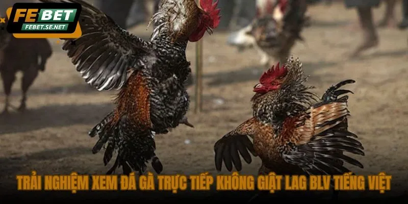 trai nghiem xem da ga truc tiep khong giat lag blv tieng viet